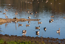 Greylag And Canada Geese At Weir Wood Reservoir