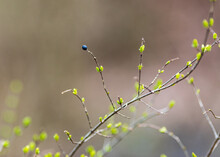 Blue Berry On A Branch