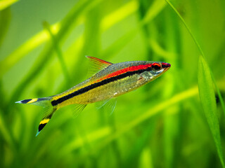 Wall Mural - Denison barb (Sahyadria denisonii) swimming on a fish tank with blurred background
