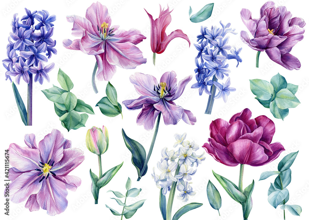 Watercolor spring flowers on isolated on white background, tulips ...