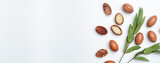 Argan seeds isolated on a white banner background. Argan oil nuts with plant. Cosmetics and natural oils background