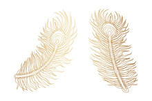 Gold Peacock Feather Design On White Background