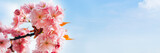Fototapeta Kwiaty - Sakura flowers, cherry blossom