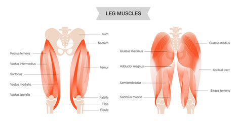 Wall Mural - Muscular system legs