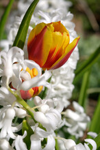 Red And Yellow Tulip With White Hyacinths