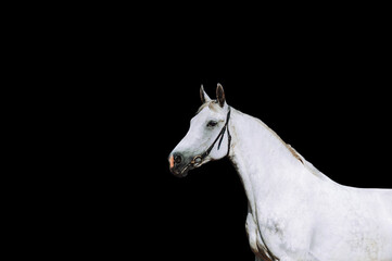 Wall Mural - Portrait of a strong white horse on a black background. Horse in bridle isolated on a black background