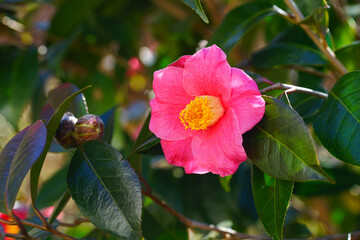 Wall Mural - A pink camellia japonica flower in bloom on the tree