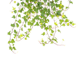 ivy isolated on a white background