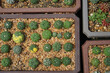 Astrophytum cactus in the planting pot