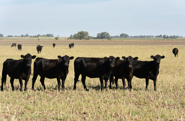 Angus cattle farm in the pampas