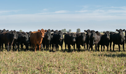 Wall Mural - Angus cattle farm in the pampas