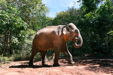 Moment of Elephant in natural jungle