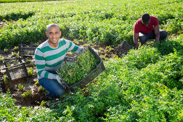 Wall Mural - Skilled hispanic farm worker showing box of picked parsley on field. Summer harvest time