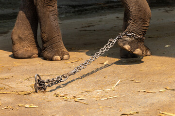 Wall Mural - The elephant's legs are chained in a large chain.