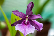 Speckled Purple Flower of the Miltonia Orchid