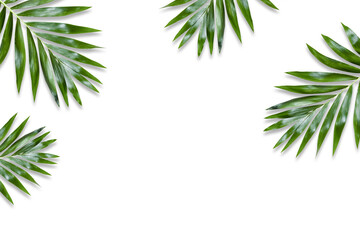  green palm leaf branches on white background. flat lay, top view