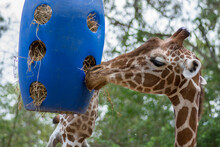 Beautiful Giraffe Eating Straw From A Blue Plastic Container, Hanging In The Air