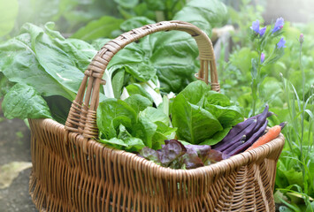 Wall Mural - fresh vegetables in a wicker basket put on a vegetable garden