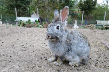 Cute gray rabbit sitting on ground in farm. Animal and Easter day concept.