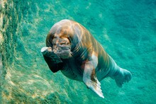 Sea Lion In The Water