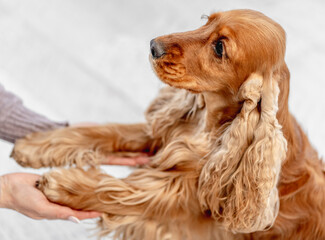 Sticker - English cocker spaniel dog at home