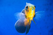Tiger Oscar fish closeup. fish in aquarium.