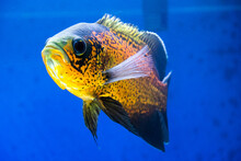 Tiger Oscar Fish Closeup. Fish In Aquarium.