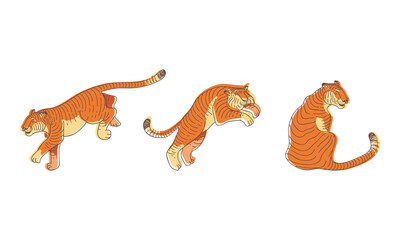 Wall Mural - striped tiger with orange-brown fur as wild cat specie in different poses vector set