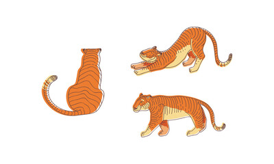 Wall Mural - striped tiger with orange-brown fur as wild cat specie in different poses vector set