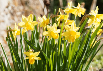 Canvas Print - Narcissus cyclamineus des jardins | Narcisses nains ou jonquilles botaniques à tépales et couronne jaune vif sur tige courte et feuilles écailleuses vert moyen