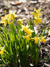 Narcissus Cyclamineus Des Jardins | Narcisses Nains Ou Jonquilles Botaniques à Tépales Et Couronne Jaune Vif Sur Tige Courte Et Feuilles écailleuses Vert Moyen