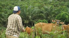 Male Farmer Feeding His Cow Salt Mineral, Domesticated Ox Cattle In The Field, Beef Farm Agriculture Industry