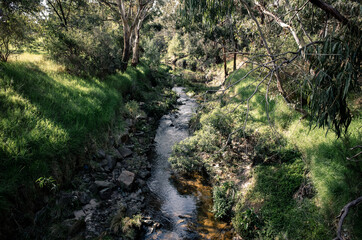 Creek in the forest