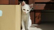 © Bo - One little cute white cat playing in the room