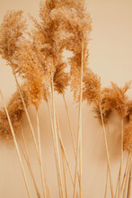 Reeds On A Beige Background.Fluffy Pompas Grass. Background Of Reed Panicles.