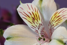 Macro Photography Of White Alstroemeria Flower (lat. - Alstroemeria), Stamens In Pollen