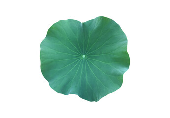 Wall Mural - isolated a single lotus leaf with clipping paths.