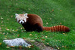 red panda in the grass