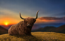 Large Highland Cattle In A Meadow In Top Of A Hill. Beautiful Dramatic Scenery.