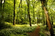 © Nicholas - English Woodland in Late Spring