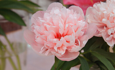 Pink peonies close up