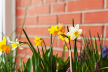 Close-up View Of Yellow Miniature Daffodils In Pot. Home Organic Gardening Concept, Small Garden On The Balcony In Early Spring. Growing Bulbous Flowers On A Windowsill. Selective Focus