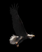 Eagle Flying Isolated At Black