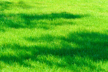 bright green grass background in a city park on a sunny day, tree shadows on the lawn