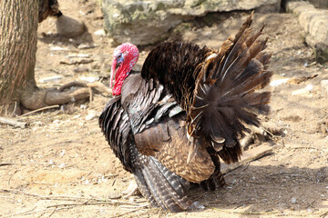 Fat turkey strutting walks in the rays of the spring sun