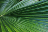 Fototapeta Łazienka - Bright palm leaf with rain drops on it. After rain.