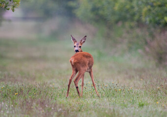 Vigilant young Roe deer looking back