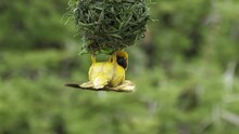 Male Yellow Masked Weaver Bird Weaves Hanging Nest Upside Down