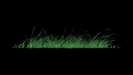 Wall Mural - grass swaying wind loop with alpha channel. easy to use and change you can place on footage or backg