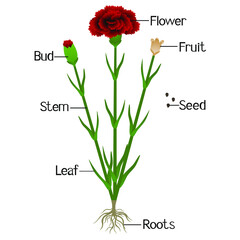 Wall Mural - Parts of carnation plant isolated on a white.